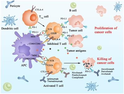 Progress of immune checkpoint inhibitors in the treatment of advanced hepatocellular carcinoma